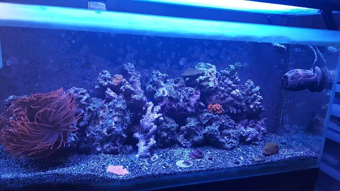 Advanced Aquatic Pets 4
