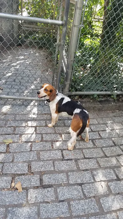 Chelsea Waterside Dog Park 1