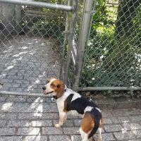 Chelsea Waterside Dog Park ico