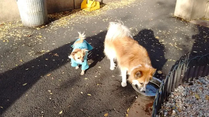 Chelsea Waterside Dog Park 6