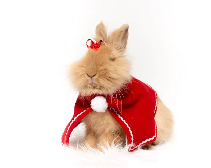 Misty Blue's Bunnies 1