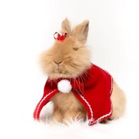 Misty Blue's Bunnies ico