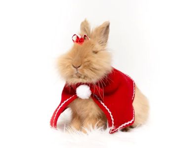Misty Blue's Bunnies