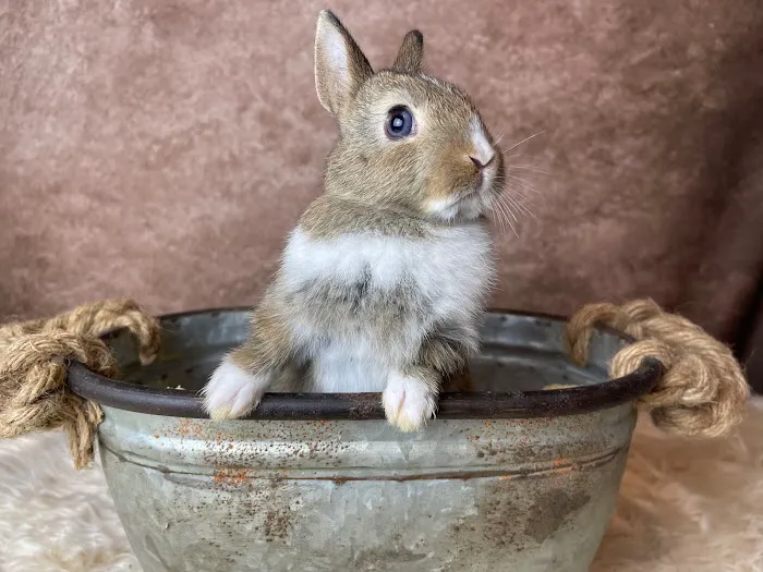 Misty Blue's Bunnies 2