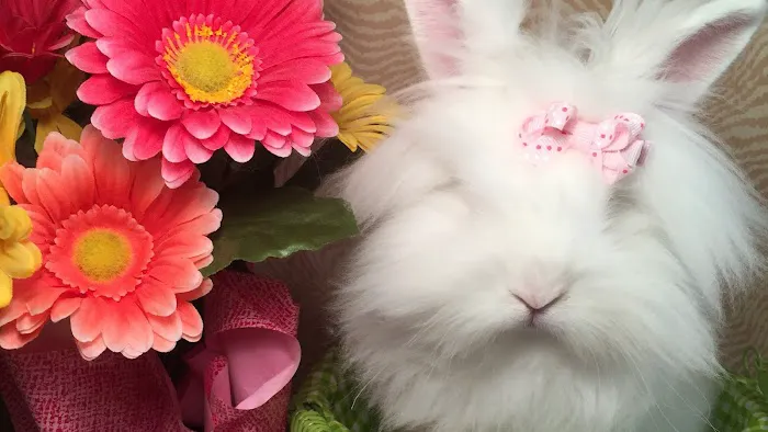Misty Blue's Bunnies 10
