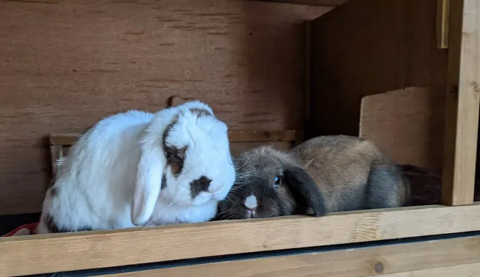Misty Blue's Bunnies 7