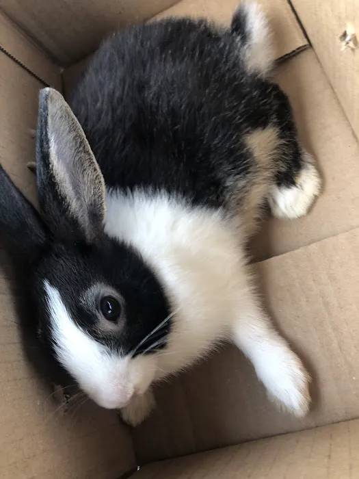 Misty Blue's Bunnies 5