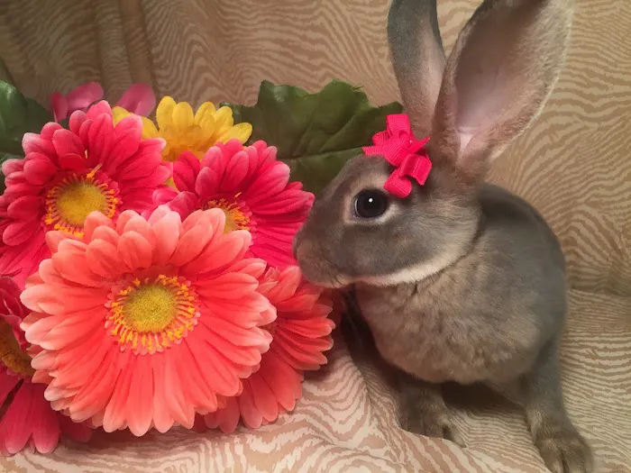 Misty Blue's Bunnies 9