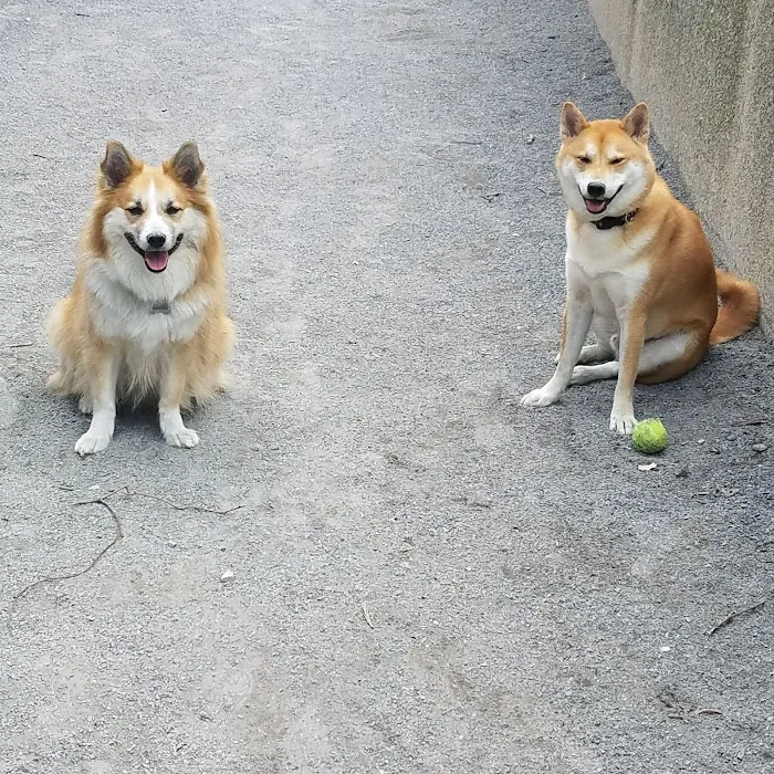 Astro's Community Dog Run 7