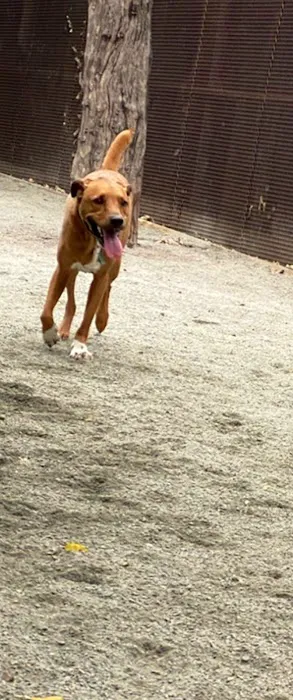 Astro's Community Dog Run 3