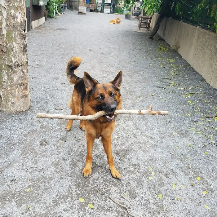 Astro's Community Dog Run 8