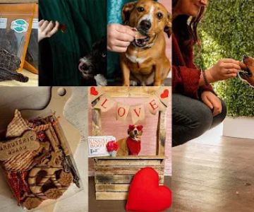 Charlie's Barkery