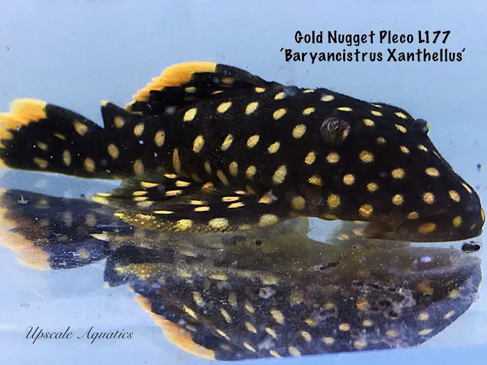 Upscale Aquatics 5