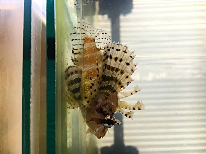 Upscale Aquatics 8