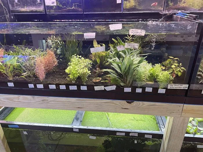 Upscale Aquatics 4