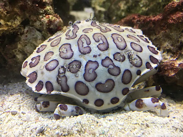 Upscale Aquatics 6