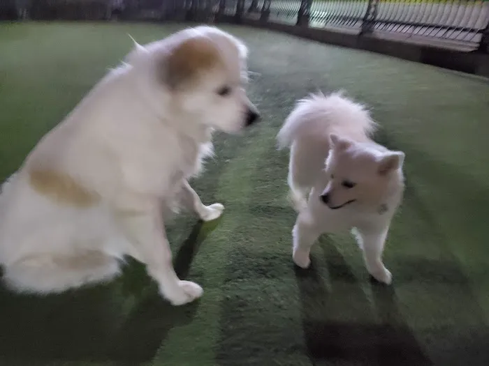 Shipyard Park Dog Park 5