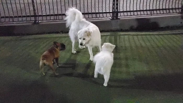 Shipyard Park Dog Park 1