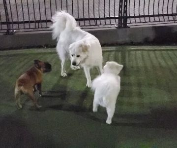 Shipyard Park Dog Park