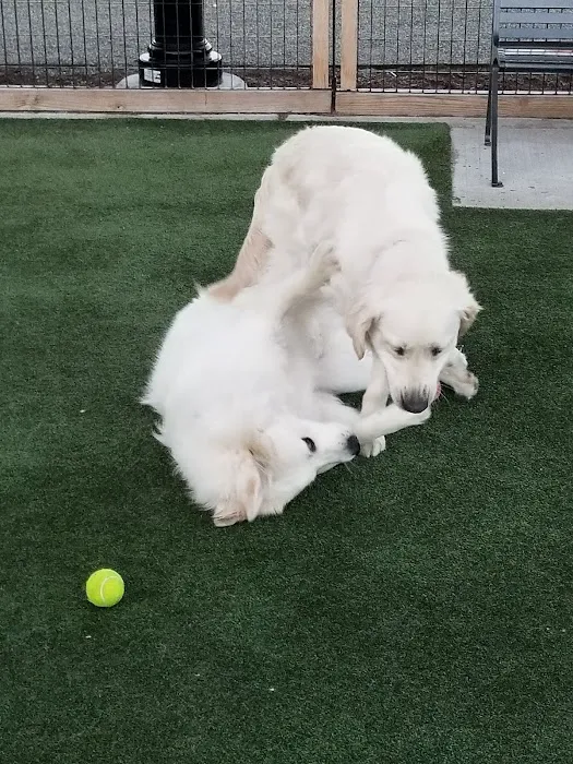 Shipyard Park Dog Park 7