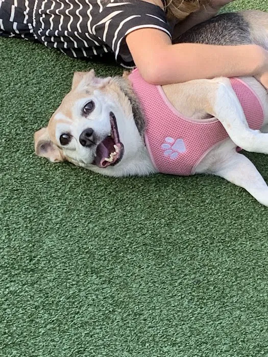 Washington Park Dog Run 3