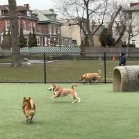 Washington Park Dog Run ico