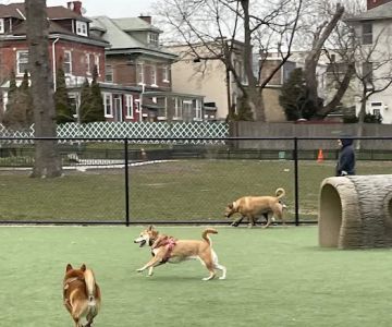Washington Park Dog Run
