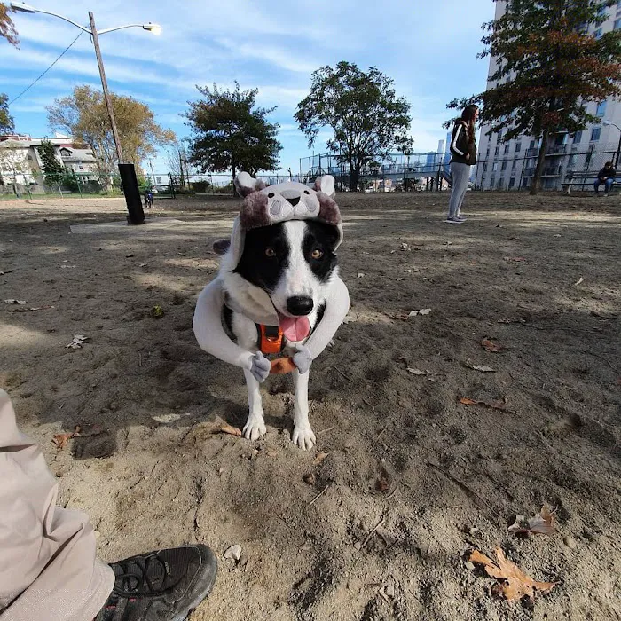 Washington Park Dog Run 5