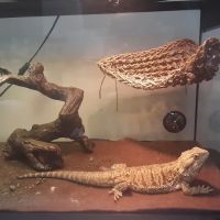 Pet Supplies Plus Fort Mill ico