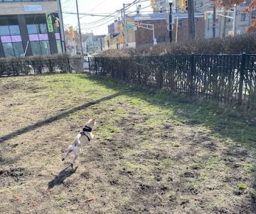 Dog run