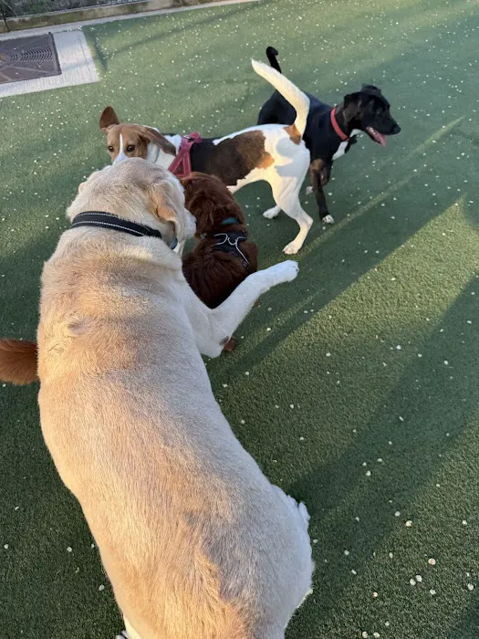 Viaduct Park Dog Park 7