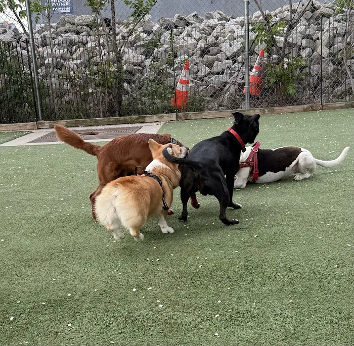 Viaduct Park Dog Park 8