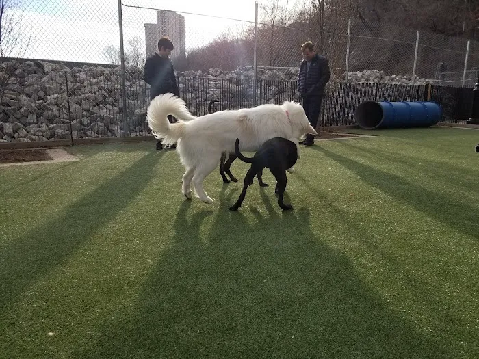 Viaduct Park Dog Park 4