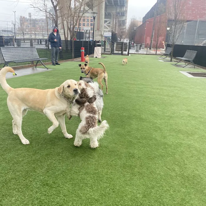 Viaduct Park Dog Park 10
