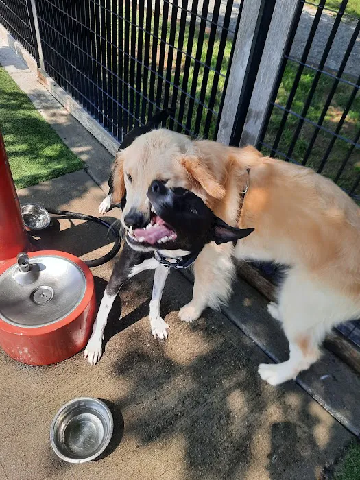 Viaduct Park Dog Park 5