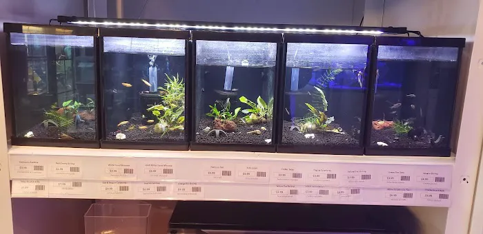 The Fish Room of Charlotte 8