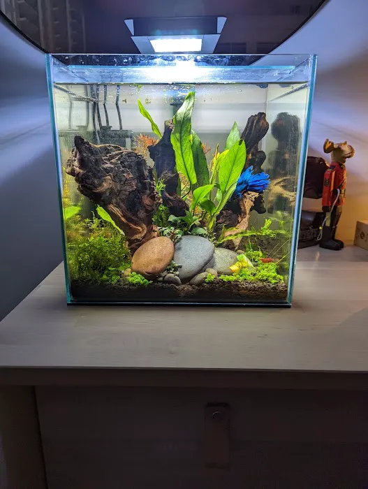 The Fish Room of Charlotte 4