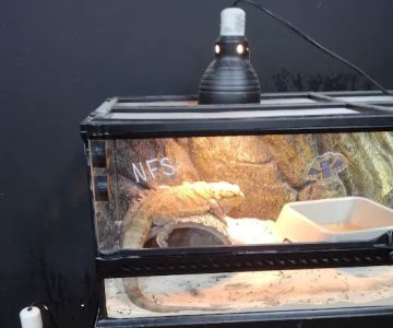 Missing Link Aquatics & Exotics