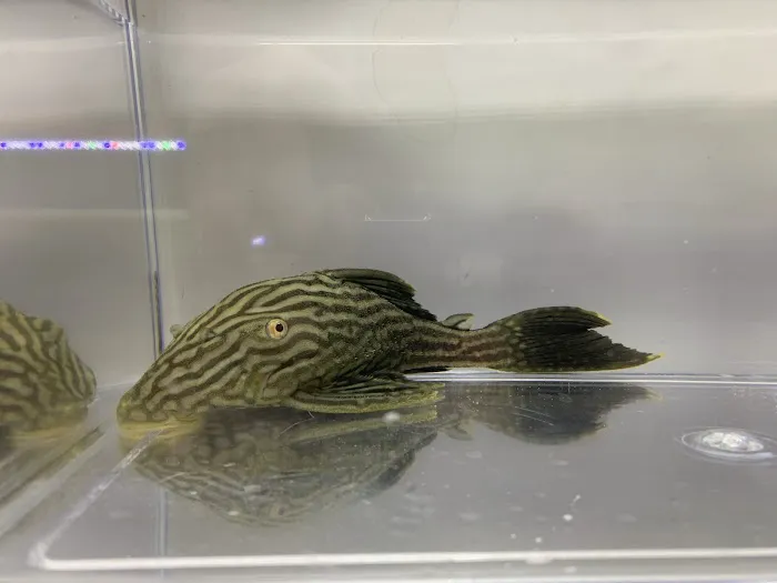 Missing Link Aquatics & Exotics 7