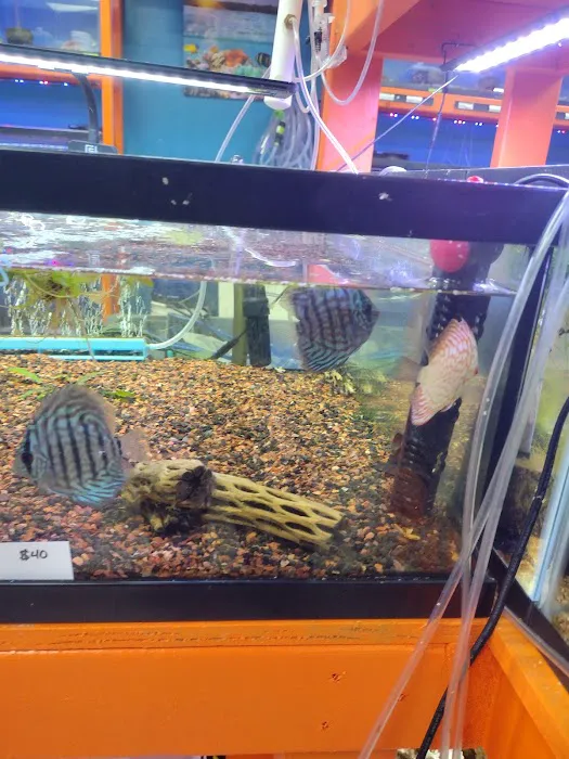 Missing Link Aquatics & Exotics 3
