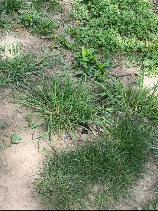 Lincoln Terrace Park Dog Run 2