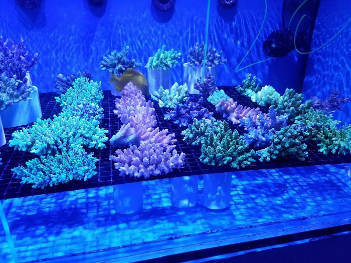 Nemo's Reef 1