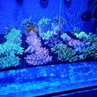 Nemo's Reef ico