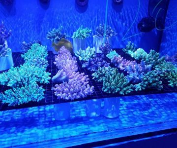 Nemo's Reef