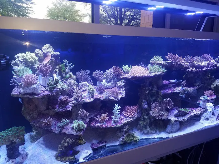 Nemo's Reef 2