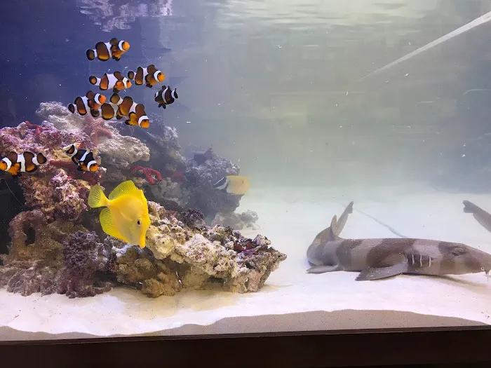 Under The Sea Aquarium Marketplace 10
