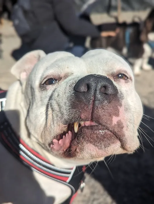 Maria Hernandez Park Dog Run 1