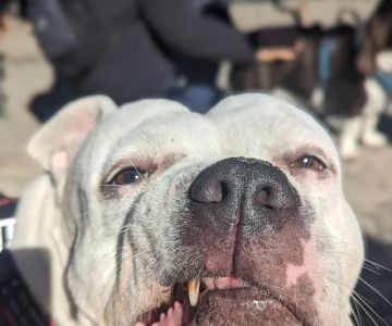 Maria Hernandez Park Dog Run