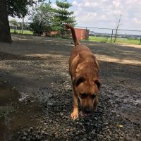 Lincoln Park Dog Run ico