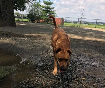 Lincoln Park Dog Run